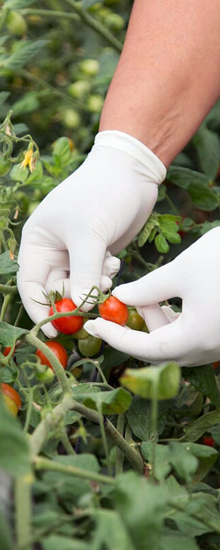 bh5-produtor-tomate-grape-kano-tomates-piedade