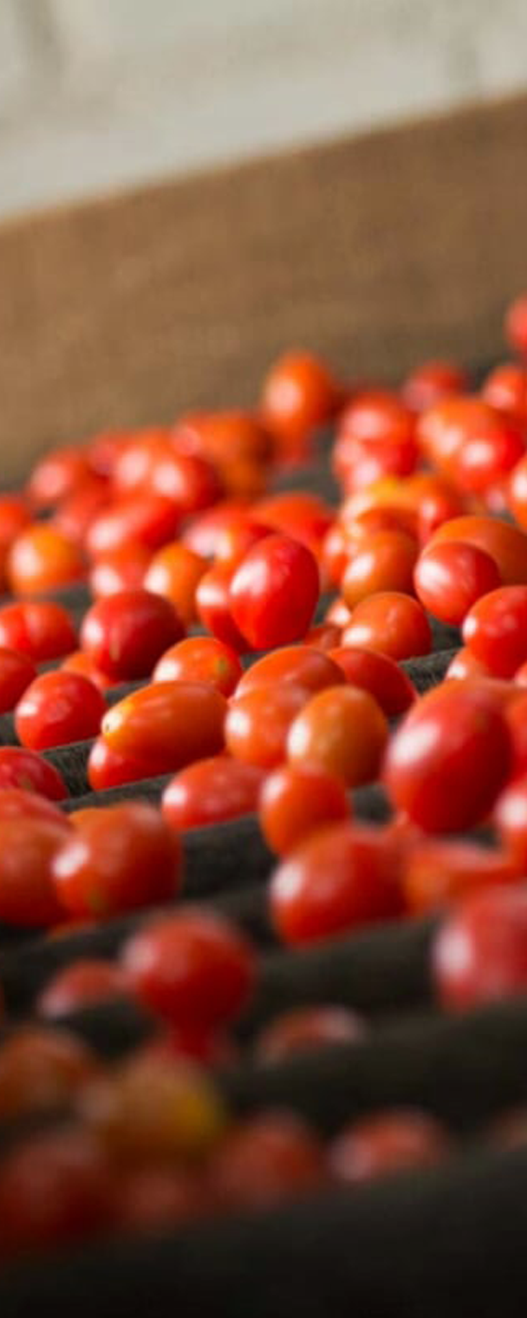 bh6-produtor-tomate-grape-kano-tomates-piedade