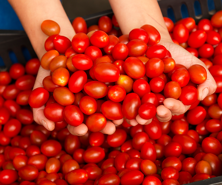 bqs4-produtor-tomate-grape-kano-tomates-piedade bqs4-produtor-tomate-grape-kano-tomates-piedade