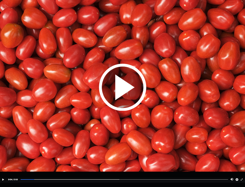 bh21-produtor-tomate-grape-kano-tomates-piedade